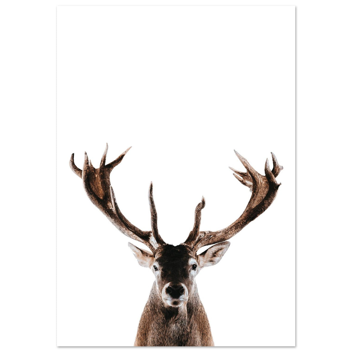 Stag Wall Art Foam Board Print Wildlife Animal Nature Rustic Decor Collector Gift Country Gallery